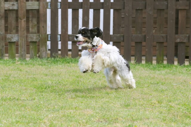 犬の肉球がザラザラな理由は?肉球の役割、肉球トラブルの対処法とはのサムネイル画像